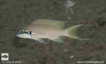 Neolamprologus brichardi 'Kanena Point'
